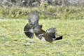 Geais des chênes qui se querellent oiseau;passereau;geai-des-chenes;garrulus-glandarius;querelle;lot-46;france; 