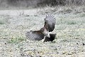 Geai des chênes atterrissant sur un sol givré oiseau;passereau;geai-des-chenes;garrulus-glandarius;atterrissage;sol-givre;lot-46;france; 