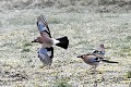 Geai des chênes qui se querellent oiseau;passereau;geai-des-chenes;garrulus-glandarius;querelle;lot-46;france; 