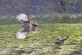 Geai des chênes en vol à contre-jour oiseau;passereau;geai-des-chenes;garrulus-glandarius;vol;envol;contre-jour;lot-46;france; 