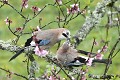 Geai des chênes en couple dans un pêcher en fleurs oiseau;passereau;geai-des-chenes;garrulus-glandarius;couple;arbre-en-fleurs;lot-46;france; 