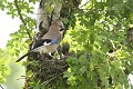 Geai des chênes au nid nourrissant ses jeunes oiseau;passereau;geai des chênes;garrulus-glandarius;norrissage;jeunes;nid;lot-46;france; 