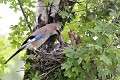 Geai des chênes au nid nourrissant ses jeunes oiseau;passereau;geai-des-chenes;garrulus-glandarius;nourrissage;jeunes;nid;lot-46;france; 