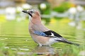 Geai des chênes qui s'apprête à se baigner oiseau;passereau;geai-des-chenes;garrulus-glandarius;bain;lot-46;france; 