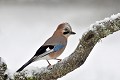 Geai des chênes perché oiseau;passereau;geai-des-chenes;garrulus-glandarius;portrait;lot-46;france; 