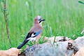 Geai des chênes au sol oiseau;passereau;geai des chenes;garrulus-glandarius;sol;lot-46;france 