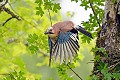 Geai des chênes en vol oiseau;passereau;garrulus-glandarius;geai-des-chenes;vol;envol;lot-46;france; 