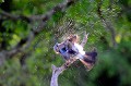 Geai des chênes qui s'ébroue après le bain oiseau;passereau;geai-des-chenes;garrulus-glandarius;bain;sechage;lot-46;france; 