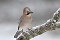 Geai des chênes en hiver oiseau;passereau;geai-des-chenes;garrulus-glandarius;portrait;hiver;lot-46;france; 