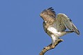 Circaète Jean-le-Blanc sur un arbre mort prêt à décoller oiseau;rapace;circaete-jean-le-blanc;circaetus-gallicus;arbre-mort;décollage;yvelines-78;france; 