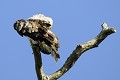 Circaète Jean-le-Blanc perché sur un arbre mort oiseau;rapace;circaete-jean-le-blanc;circaetus-gallicus;regard-de-cote;yvelines-78;france; 