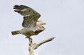 Circaète Jean-le-Blanc prêt às'envoler oiseau;rapace;circaete-jean-le-blanc;circaetus-gallicus;décollage;envol;yvelines-78;france; 