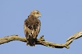 Circaète Jean le Blanc perché sur un arbre mort oiseau;rapace;circaete-jean-le-blanc;circaetus-gallicus;arbre-mort;vue-de-dos;yvelines78;france; 