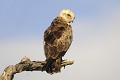 Circaète Jean-le-Blanc perché sur un arbre mort oiseau;rapace;circaete-jean-le-blanc;circaetus-gallicus;arbre-mort;vue-de-dos;yvelines-78;france; 