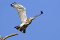 Circaète Jean le Blanc à l'envol oiseau;rapace;circaete-jean-le-blanc;circaetus-gallicus;envol;yvelines-78;france; 