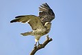 Circaète Jean le Blanc à l'envol oiseau;rapace;circaete-jean-le-blanc;circaetus-gallicus;envol;yvelines-78;france; 