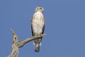 Circaète Jean-le-Blanc de face sur un arbre mort oiseau;rapace;circaete-jean-le-blanc;circaetus-gallicus;arbre-mort;vue-de-face;yvelines-78;france; 