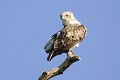 Circaète Jean-le-Blanc à sa toilette sur un arbre mort oiseau;rapace;circaete-jean-le-blanc;circaetus;gallicus;toilette;arbre-mort;yvelines-78;france; 