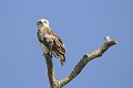 Circaète Jean le Blanc perché sur un arbre mort oiseau;rapace;circaete-jean-le-blanc;circaetus-gallicus;arbre-mort;yvelines-78;france; 