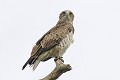 Circaète Jean-le-Blanc perché sur un arbre mort oiseau;rapace;circaete-jean-le-blanc;circaetus-gallicus;arbre-mort;yvelines-78;france; 