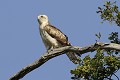 Circaète Jean-le-Blanc posé dans un chêne oiseau;rapace;circaete-jean-le-blanc;circaetus-gallicus;chene;yvelines-78;france; 