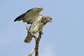 Circaète Jean-le-Blanc perché sur un arbre mort oiseau;rapace;circaete-jean-le-blanc;circaetus-gallicus;arbre-mort;yvelines-78;france; 