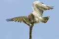 Circaète Jean-le-blanc avec un serpenteau oiseau;rapace;circaete-jean-le-blanc;circaetus-gallicus;proie;serpenteau;yvelines-78;france; 