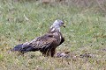 Milan royal au sol près d'une carcasse de lièvre oiseau;rapace;milan-royal;milvus-milvus;sol;carcasse;lievre;lot-46;france; 