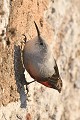 Tichodrome échelette sur un édifice public oiseau;passereau;tichodrome-echelette;tichodroma-muraria;edifice-public;lot-46;france; 