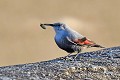 Tichodrome échelette avec une punaise dans le bec oiseau;passereau;tichodrome-echelette;tichodroma-muraria;insecte;punaise;bec;lot-46;france; 