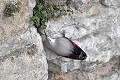 Tichodrome échelette prospectant la falaise à la recherche d'insectes oiseau;passereau;tichodrome-echelette;tichodroma-muraria;falaise;recherche-d-insectes;lot-46;france; 