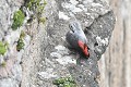 Tichodrome échelette se toilettant sur la corniche d'une falaise oiseau;passereau:tichodrome-echelette;tichodroma-muraria;toilettage;falaise;corniche;lot-46;france; 