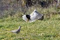 Tourterelles turques oiseau; colombin;tourterelle-turque;streptopelia-decaocto;couple;vol;envol;lot-46;france; 