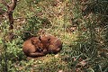 Renardeaux en pleine sieste mammiferes;canides;renard;roux;renardeaux;vulpes-vulpes;sieste;78;yvelines;france; 