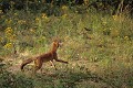 Renard roux jouant avec une taupe mammifere;canide;renard;renard roux;vulpes vulpes;jeux;proie;yvelines;78;france; 