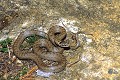 Coronelle lisse reptile;serpent;couleuvre;colubride;coronelle lisse;coronella austriaca;yvelines 78;france; 
