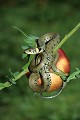 Couleuvre à collier sur une pomme reptile;colubride;serpent;couleuvre à collier;natrix;pomme;perche;yvlines 78;france; 