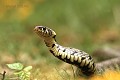 Couleuvre à collier reptile;serpent;colubride;couleuvre a collier;natrix;yvelines 78;france; 