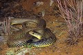 Couleuvre de Montpellier reptile;colubride;serpent;couleuvre de montpellier;malpolon monspessulanus;sol;alpes de haute provence 04;france 