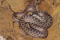Couleuvre de Montpellier reptile;serpent;colubride;couleuvre de montpellier;malpolon monspessulanus;alpes de haute provence 04;france; 