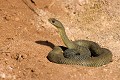 Couleuvre de Montpellier reptile;serpent;colubride;couleuvre de montpellier;malpolon monspessulanus;tete dressee;alpes de haute provence 04;france; 