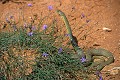 Couleuvre de Montpellier reptile;serpent;colubride;couleuvre de montpellier;malpolon monspessulanus;aphyllanthe;alpes de haute provence 04;france 