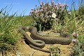Couleuvre de Montpellier reptile;serpent;colubride;couleuvre de montpellier;malpolon monspessulanus;thym;alpes de haute provence 04;france; 
