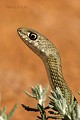 Couleuvre de Montpellier reptile;serpent;colubride;couleuvre de montpellier;malpolon monspessulanus;tete;gros plan;alpes de haute provence 04;france; 