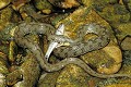 Couleuvre vipérine et sa proie reptile;serpent;colubride;couleuvre viperine;natrix maura;proie;poisson;alpes de haute provence 04;france 