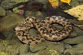 Couleuvre vipérine reptile;serpent;colubride;couleuvre viperine;natrix maura;alpes de haute provence 04;france; 