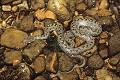 Couleuvre vipérine reptile;serpent;colubride;couleuvre viperine;natrix maura;alpes de haute provence 04;riviere;france; 