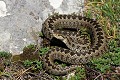 Vipère d'Orsini reptile;serpent;viperides;vipere d orsini;vipera ursinii;vaucluse 84;mont ventoux;france; 