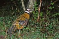 Faisan vénéré oiseau;gallinace;faisan venere;syrmaticus reevesi;sous bois;chasse;yvelines 78;france; 