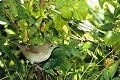 Fauvette des jardins oiseau;passereaux;fauvette des jardins;sylvia borin;buisson;boucle de moisson;yvelines 78;france; 